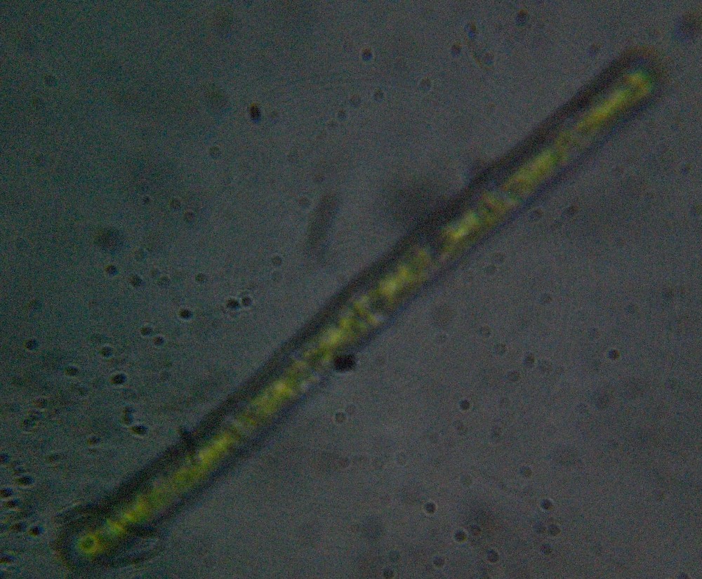 Adattare una digitale al microscopio?